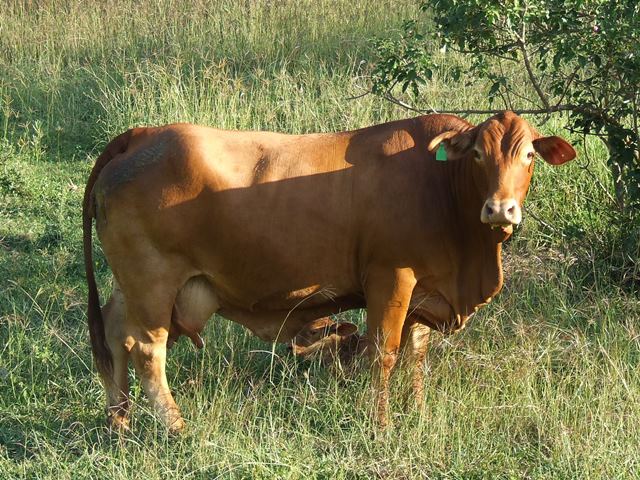 Bryvonlea Glossy